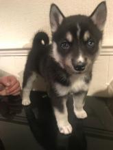 Puppies for sale haski, siberian husky - Denmark, Aalborg. Price 250 €