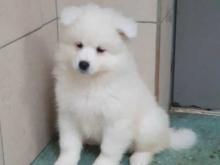 Puppies for sale samoyed dog (samoyed) - Finland, Helsinki
