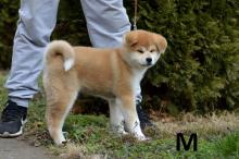 Puppies for sale akita - Slovenia, Novi Sad