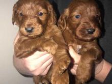 Puppies for sale irish setter - France, . Price 100 €