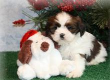 Puppies for sale lhasa apso - France, Bordeaux. Price 250 €