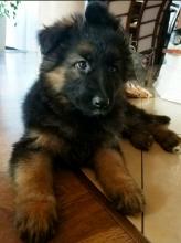 Puppies for sale german shepherd dog - Finland, Pori. Price 250 €