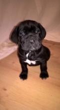 Puppies for sale other breed - Austria, Vienna. Price 250 €