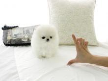 Puppies for sale pomeranian spitz - Romania, Alexandria