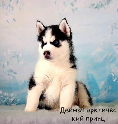 Продам щенка Хаски - Россия, Москва. Цена 15000 рублей