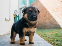 Puppies for sale rottweiler - Armenia, Gyumri