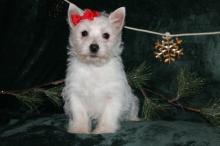 Puppies for sale west highland white terrier - Azerbaijan, Ganja