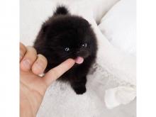 Puppies for sale pomeranian spitz - Belarus, Minsk