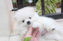 Puppies for sale pomeranian spitz - Denmark, Kopenagen