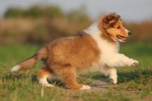 Puppies for sale sheltie (shetland sheepdog) - Bulgaria, Sofia. Price 10 €