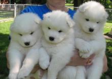 Puppies for sale samoyed dog (samoyed) - Kazakhstan, Turkestan