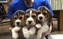 Puppies for sale beagle - Finland, Tampere. Price 250 €