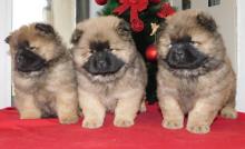 Puppies for sale chow chow - Slovenia, Belgrade