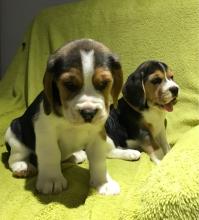 Puppies for sale beagle - Denmark, Kopenagen. Price 250 €