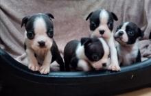 Puppies for sale boston terrier - Spain, Figeyras. Price 250 €