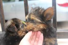 Puppies for sale yorkshire terrier - Denmark, Kopenagen