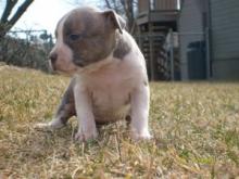 Puppies for sale american pit-bull terrier - Denmark, Kopenagen