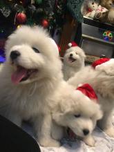 Puppies for sale samoyed dog (samoyed) - Denmark, Aalborg. Price 250 €