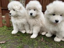 Puppies for sale samoyed dog (samoyed) - Poland, Poznan. Price 250 €