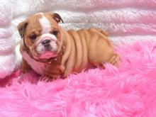 Puppies for sale english bulldog - Belarus, Vitebsk