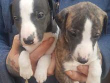 Puppies for sale other breed, whippet - Bulgaria, Sofia. Price 111 €