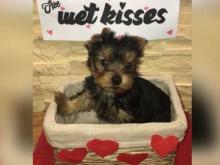 Puppies for sale yorkshire terrier - Poland, . Price 22 €