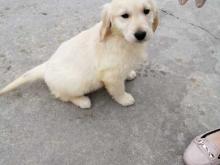 Puppies for sale golden retriever - Finland, Helsinki. Price 12 €