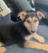 Puppies for sale german shepherd dog - Sweden, Malmo