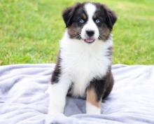 Puppies for sale australian shepherd - Tajikistan, Kurgan-Tube