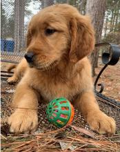 Puppies for sale golden retriever - Germany, Frankfurt