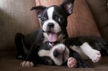 Puppies for sale boston terrier - Germany, Frankfurt