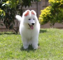 Puppies for sale , white swiss shepherd - Finland, Helsinki