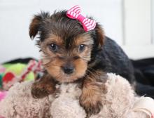 Puppies for sale yorkshire terrier - Sweden, Malmo