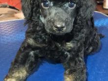 Puppies for sale toy-poodle - Slovakia, Olomouc