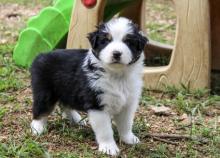 Puppies for sale australian shepherd - Georgia, Zugdidi