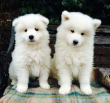 Puppies for sale samoyed dog (samoyed), samoyed - Denmark, Aalborg