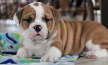 Puppies for sale english bulldog - Estonia, Tartu
