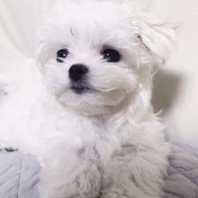 Puppies for sale maltese - Sweden, Malmo