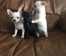Puppies for sale chihuahua - Malta, Valletta. Price 250 €