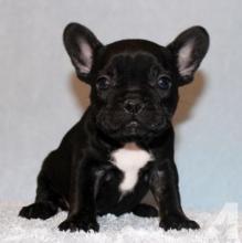 Puppies for sale french bulldog - Slovenia, Draguvats