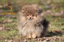 Puppies for sale pomeranian spitz - Slovenia, Shabatts, Loznica