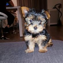 Puppies for sale yorkshire terrier - Germany, Berlin