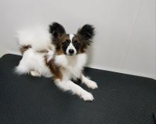 Puppies for sale papillon and phalene - Bulgaria, Sofia. Price 925 €