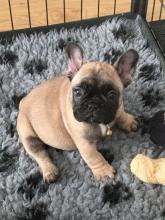 Puppies for sale french bulldog - Hungary, Budapest