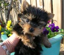 Puppies for sale yorkshire terrier - Ukraine, Kirovograd