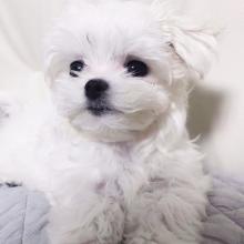 Puppies for sale maltese - France, Nantes