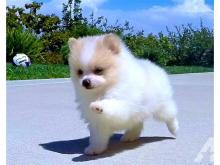 Puppies for sale pomeranian spitz - Estonia, Kohtla-Jarve