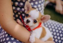Puppies for sale chihuahua - Greece, Athens