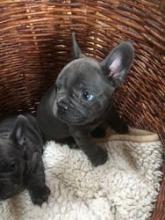 Puppies for sale french bulldog - Tajikistan, Kulyab