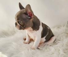 Puppies for sale french bulldog - Malta, Valletta